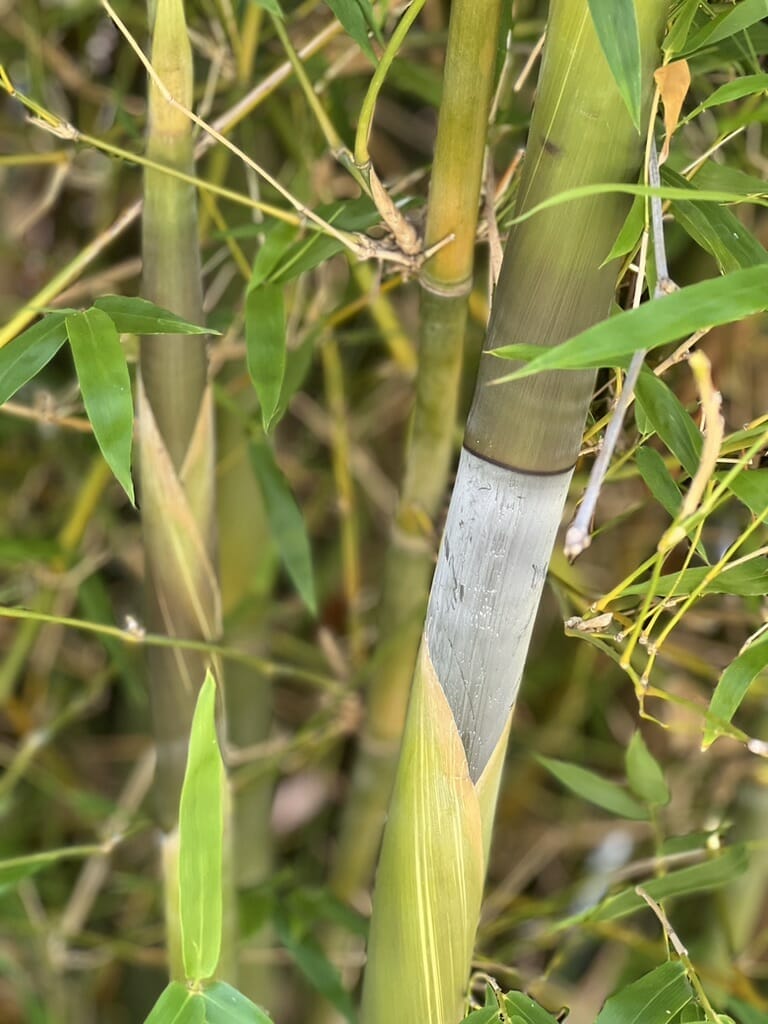 Maling Bamboo available from Bamboo Creations Victoria