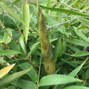 This is an image of Balcooa bamboo available from Bamboo Creations Victoria Nursery