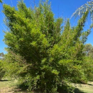 Maling Bamboo available from Bamboo Creations Victoria