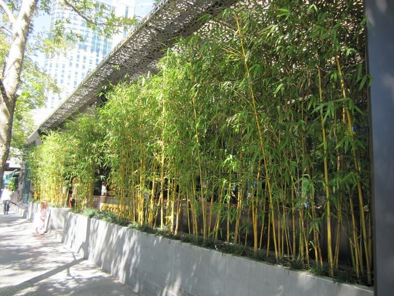 This is an image of China Gold bamboo available from Bamboo Creations Victoria Nursery