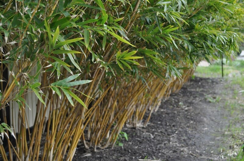 This is an image of Alphonse Karr bamboo available from Bamboo Creations Victoria Nursery