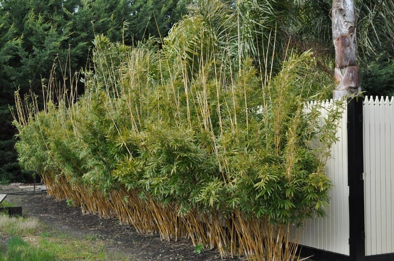This is an image of Alphonse Karr bamboo available from Bamboo Creations Victoria Nursery