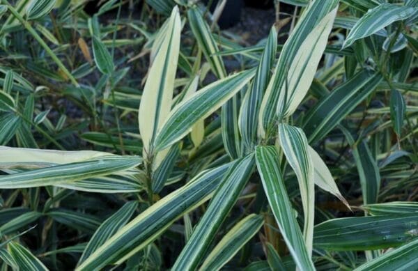 This is an image of Dwarf Whitestripe bamboo available from Bamboo Creations Victoria Nursery