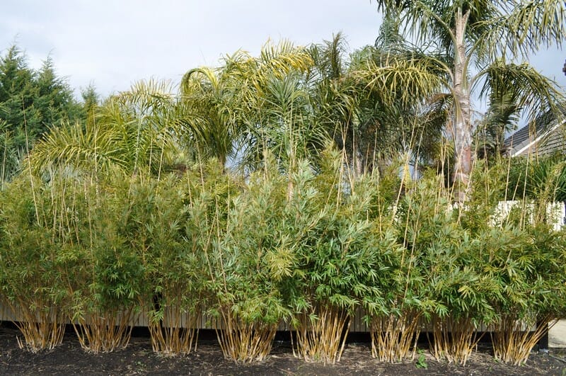 This is an image of Alphonse Karr bamboo available from Bamboo Creations Victoria Nursery