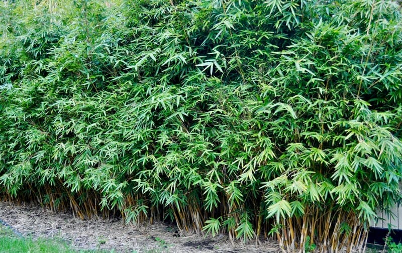 This is an image of Alphonse Karr bamboo available from Bamboo Creations Victoria Nursery