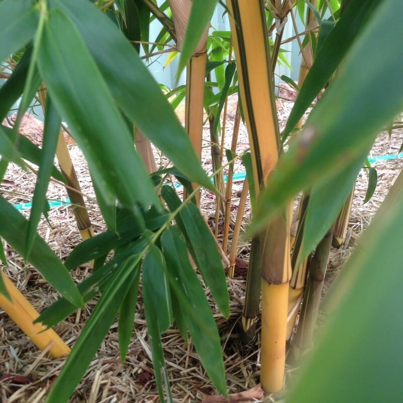 This is an image of China Gold bamboo available from Bamboo Creations Victoria Nursery