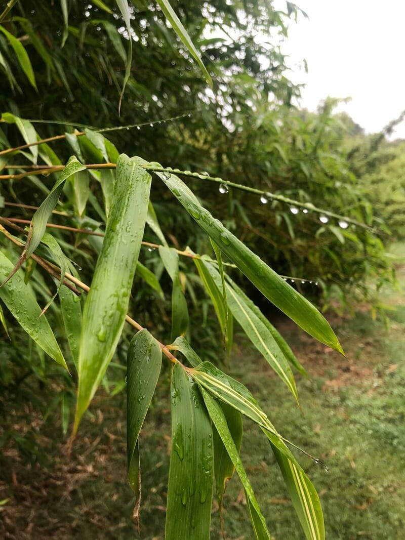 This is an image of China Gold bamboo available from Bamboo Creations Victoria Nursery