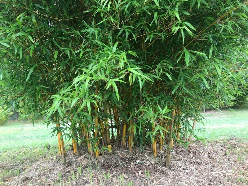 This is an image of China Gold bamboo available from Bamboo Creations Victoria Nursery