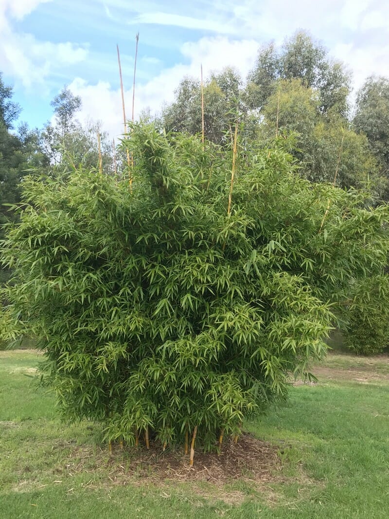 This is an image of China Gold bamboo available from Bamboo Creations Victoria Nursery