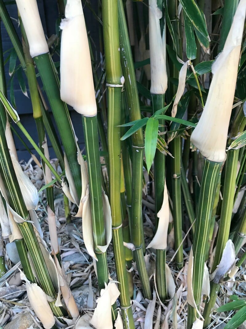 This is an image of Gold Stripe bamboo available from Bamboo Creations Victoria Nursery