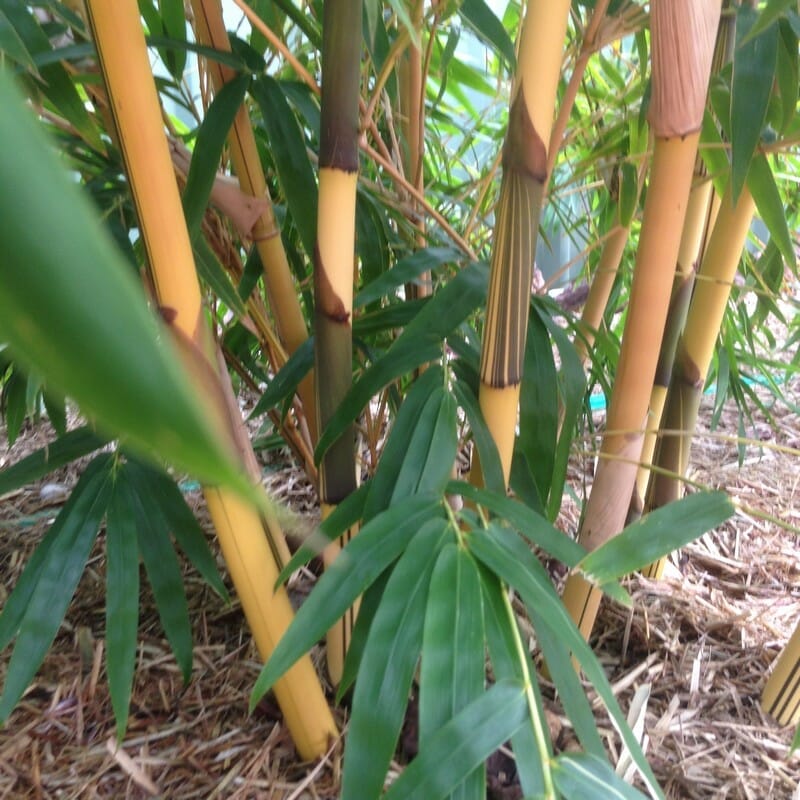 This is an image of China Gold bamboo available from Bamboo Creations Victoria Nursery