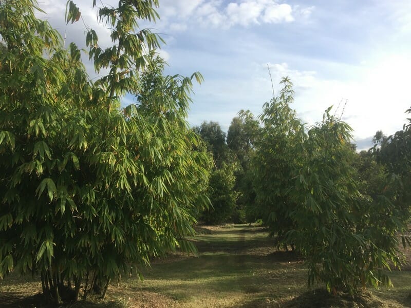 This is an image of Ghost bamboo available from Bamboo Creations Victoria Nursery