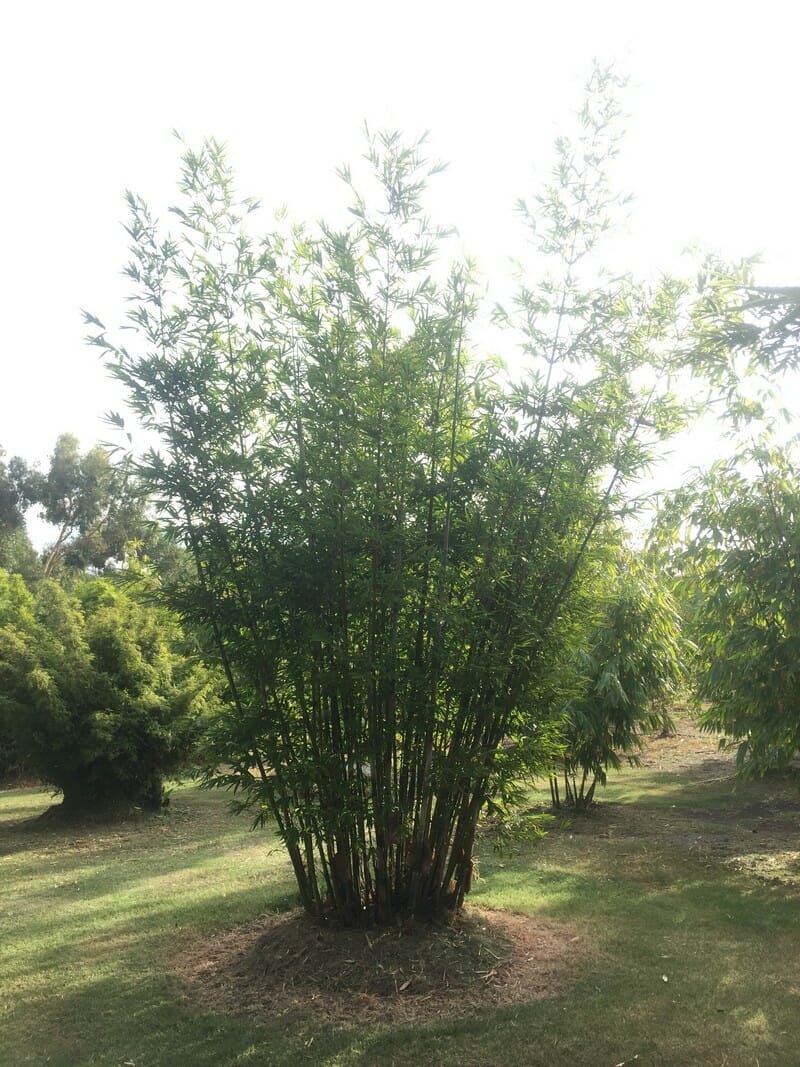 This is a photograph of Barbelletta Bamboo available from Bamboo Creations Victoria