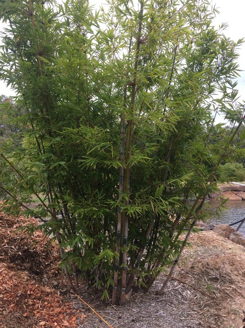 This is a photograph of Barbelletta Bamboo available from Bamboo Creations Victoria