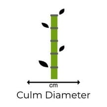 Bamboo of all types from Bamboo Creations Victoria