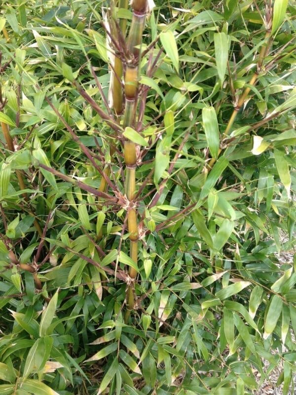 This is an image of Golden Buddha's Bamboo available from Bamboo Creations Victoria Nursery