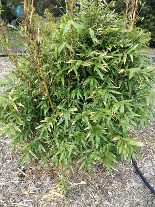 This is an image of Golden Buddha's Bamboo available from Bamboo Creations Victoria Nursery