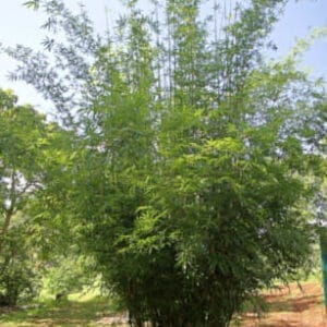 This is an image of Goldstripe (Albo Striata) bamboo available from Bamboo Creations Victoria