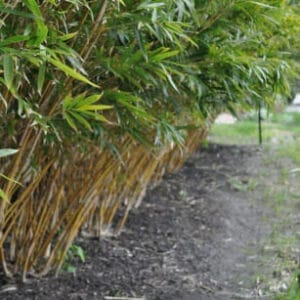 This is an image of Alphonse Karr bamboo available from Bamboo Creations Victoria Nursery