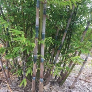 Barbelletta Bamboo - Bamboo Creations Victoria