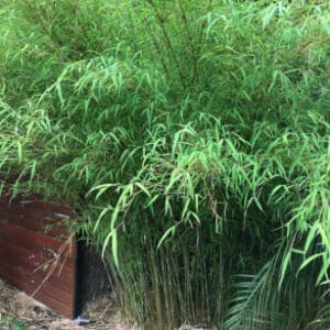 This is an image of Himalayan Weeping bamboo available from Bamboo Creations Victoria Nursery