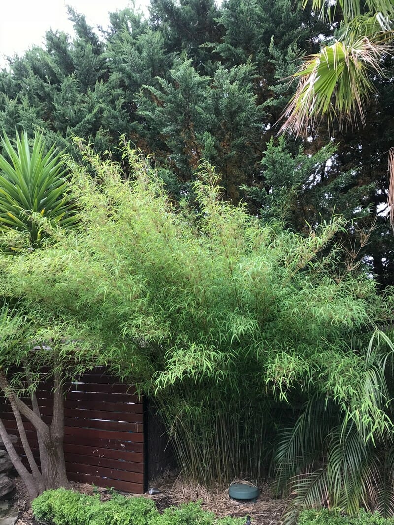 This is an image of Himalayan Weeping bamboo available from Bamboo Creations Victoria Nursery