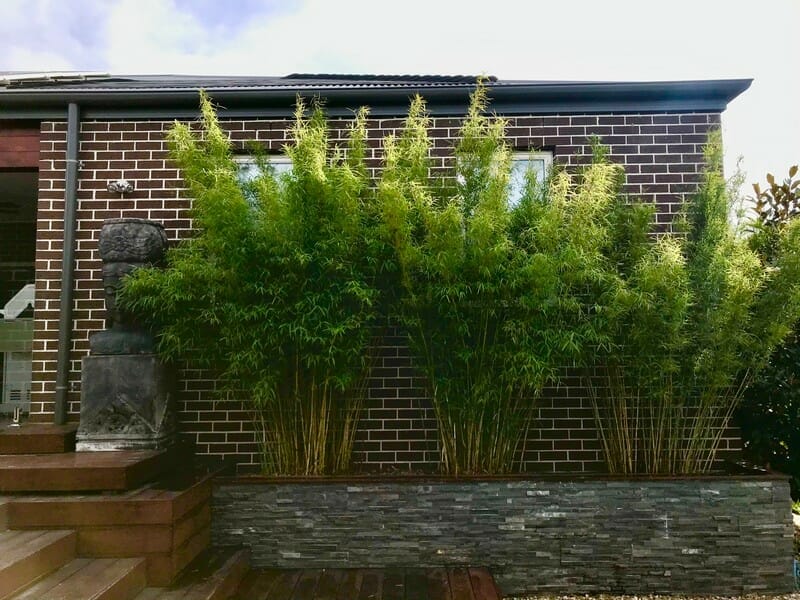 This is an image of Himalayan Weeping bamboo available from Bamboo Creations Victoria Nursery