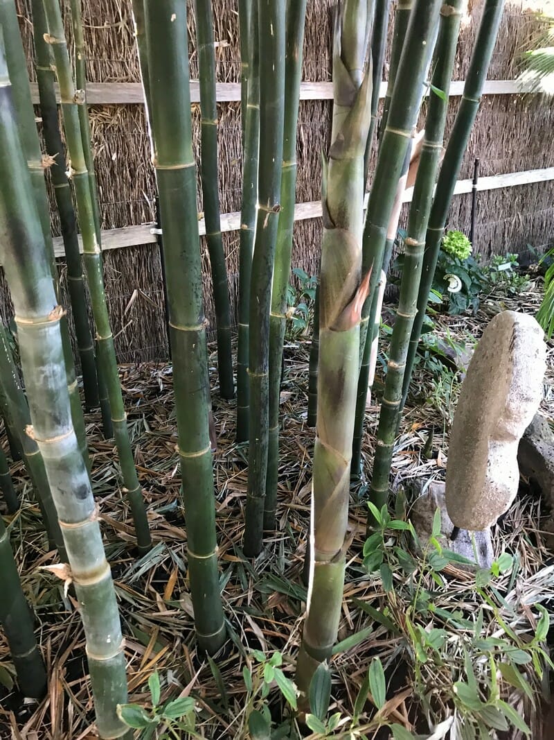 This is an image of Old Hamii Bamboo available from Bamboo Creations Victoria Nursery