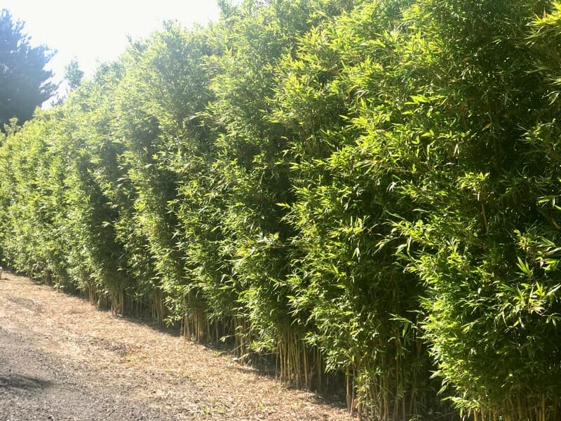 This is an image of Gracilis Bamboo available from Bamboo Creations Victoria Nursery