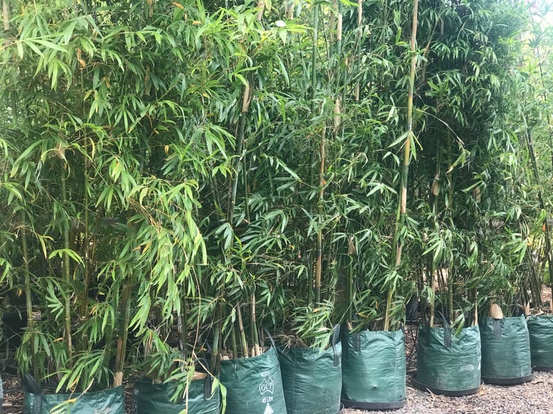 This is an image of Gracilis Bamboo available from Bamboo Creations Victoria Nursery