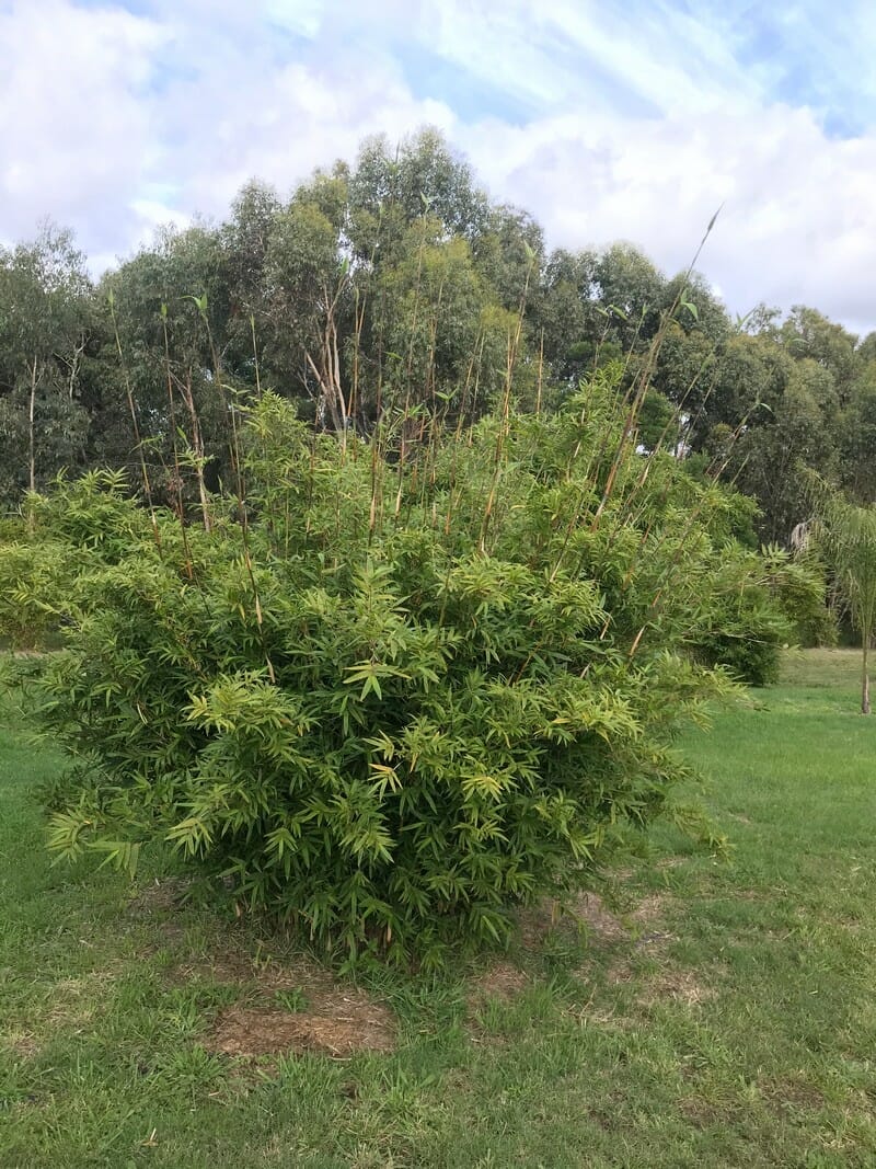 This is an image of Starburst Bamboo available from Bamboo Creations Victoria Nursery