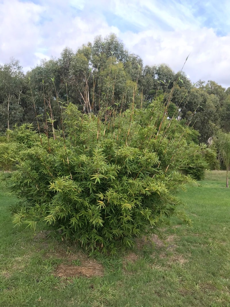 This is an image of Hedge bamboo available from Bamboo Creations Victoria Nursery