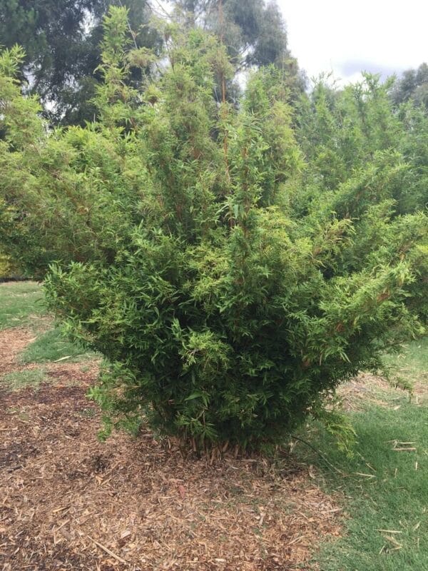 This is an image of Stripestem Fernleaf Bamboo available in Melbourne from Bamboo Creations Victoria Nursery