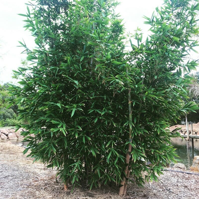 This is an image of Old Hamii Bamboo available from Bamboo Creations Victoria Nursery