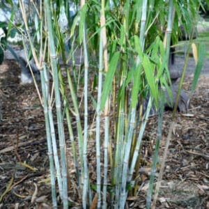 This is an image of Nepalese Blue Bamboo available from Bamboo Creations Victoria Nursery