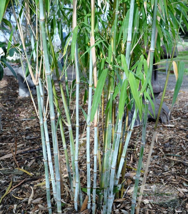 This is an image of Nepalese Blue Bamboo available from Bamboo Creations Victoria Nursery
