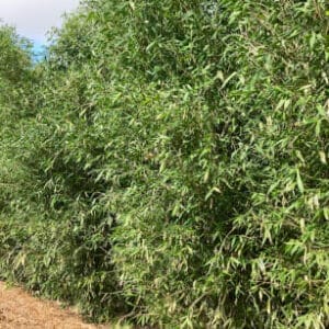 This is an image of Old Hamii Bamboo available from Bamboo Creations Victoria Nursery