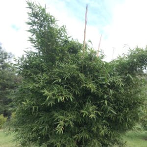This is an image of Starburst Bamboo available from Bamboo Creations Victoria Nursery