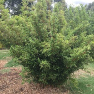 This is an image of Stripestem Fernleaf Bamboo available from Bamboo Creations Victoria Nursery