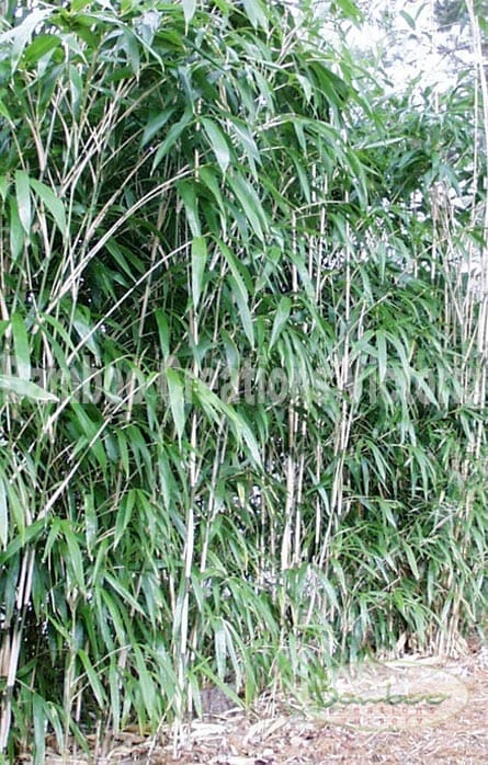 This is an image of Arrow Bamboo available from Bamboo Creations Victoria Nursery