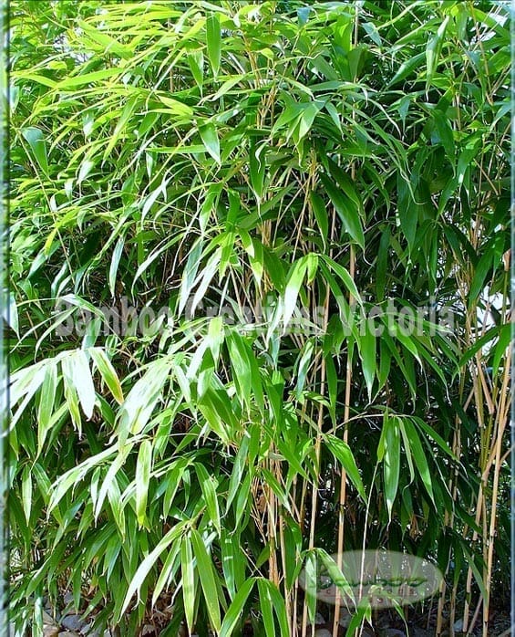 This is an image of Arrow Bamboo available from Bamboo Creations Victoria Nursery