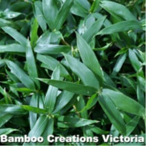 This is an image of Dwarf Fernleaf bamboo available from Bamboo Creations Victoria