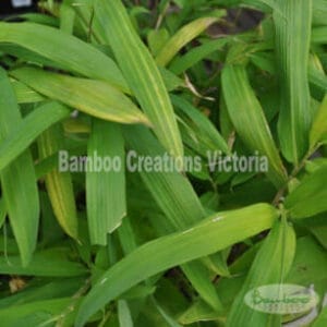 This is an image of Golden Pygmy Bamboo available from Bamboo Creations Victoria Nursery