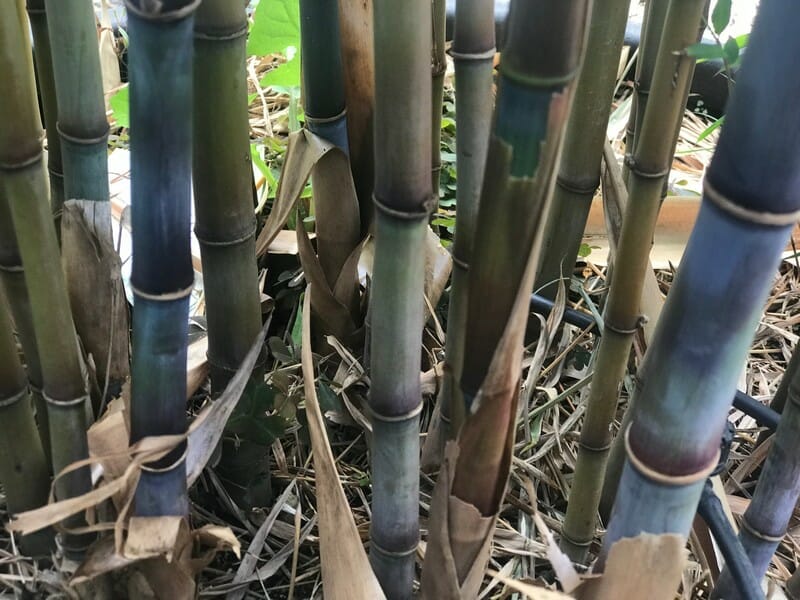 This is an image of Rhapsody Bamboo available from Bamboo Creations Victoria Nursery