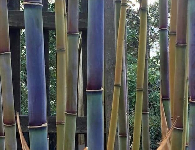This is an image of Rhapsody Bamboo available from Bamboo Creations Victoria Nursery
