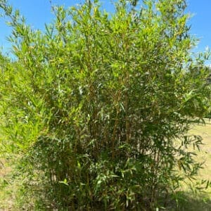 Sunburst/Punting Pole Bamboo available from Bamboo Creations Victoria