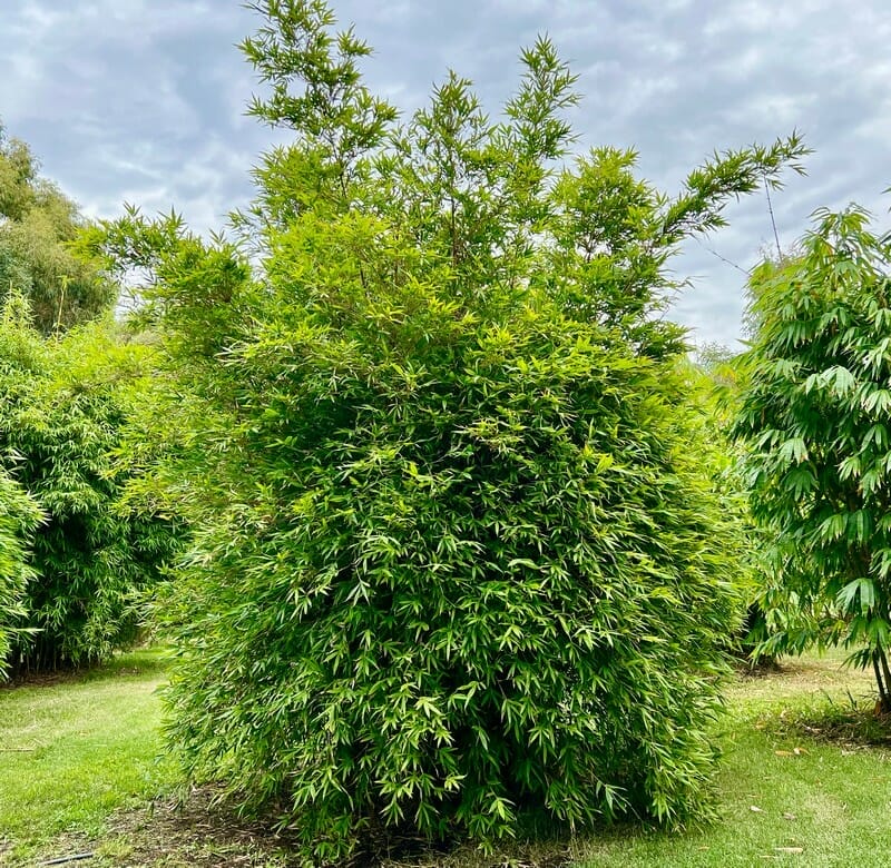 This is an image of Dark Weavers Bamboo available from Bamboo Creations Victoria Nursery