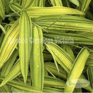 Variegated Golden Pygmy Bamboo available from Bamboo Creations Victoria