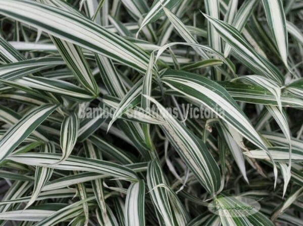 This is a photograph of Dwarf Whitestripe Bamboo available from Bamboo Creations Victoria