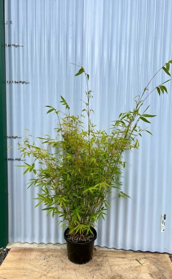 This is a photograph of Hedge Bamboo available from Bamboo Creations Victoria